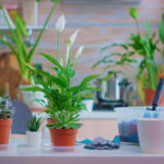 Some Houseplants Can Be Harmful