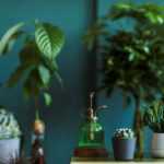 Tips for Growing Healthy Houseplants Indoors