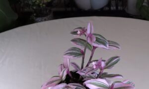 Tradescantia spathacea