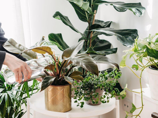 Smart Watering Habits for Indoor Plants
