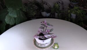 Tradescantia spathacea spotlight