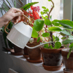 Water-Wise Habits That Keep Homes And Houseplants Happy