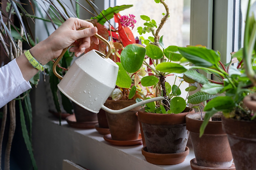 Water-Wise Habits That Keep Homes And Houseplants Happy
