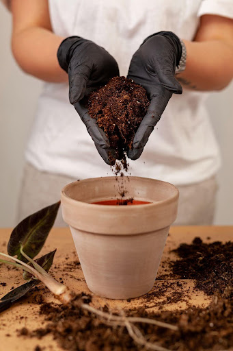 Sneeze-Free Repotting