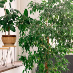 2026 Is the Year of the Ficus!