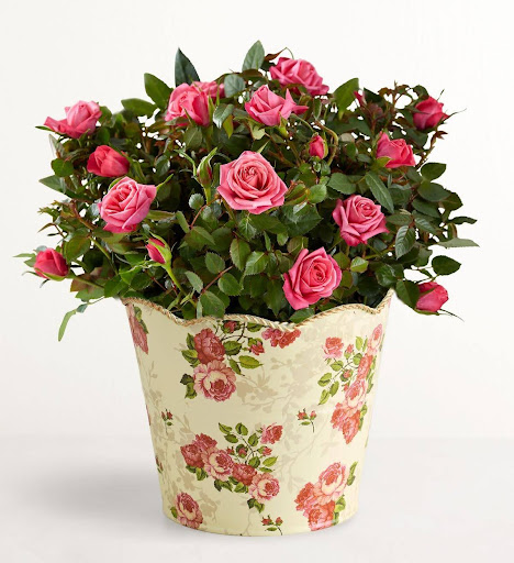 Container-grown roses