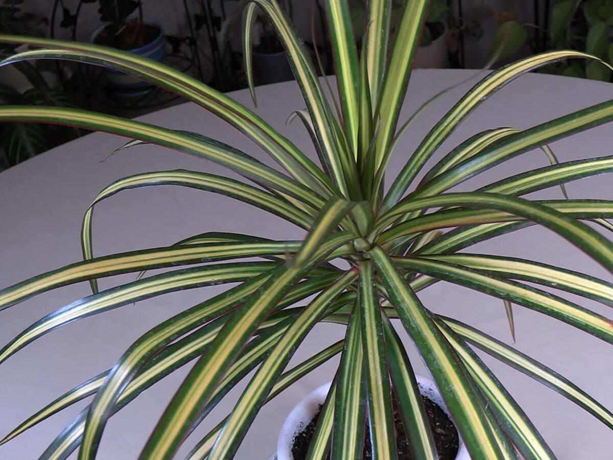 Draceana Marginata Kiwi Plant Care: What to Know