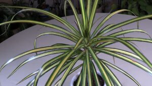 Draceana Marginata 'Kiwi' Plant Care