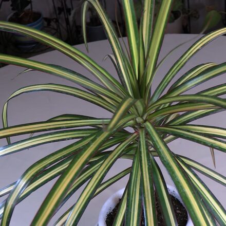 Draceana Marginata 'Kiwi' Plant Care