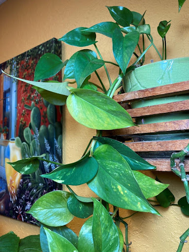 Hanging pothos in Julie’s indoor garden