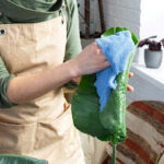 How A Clean Home Helps Your Indoor Plants Thrive