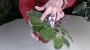 How to Prune Old African Violet Blooms