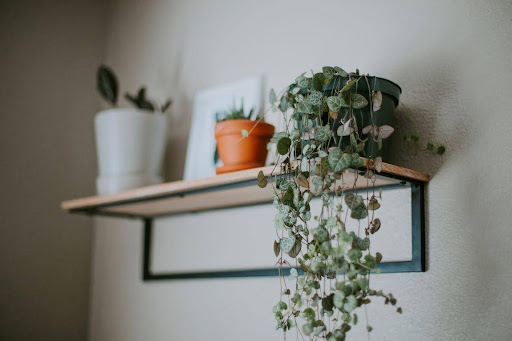 String of Turtles plant hanging from a shelf