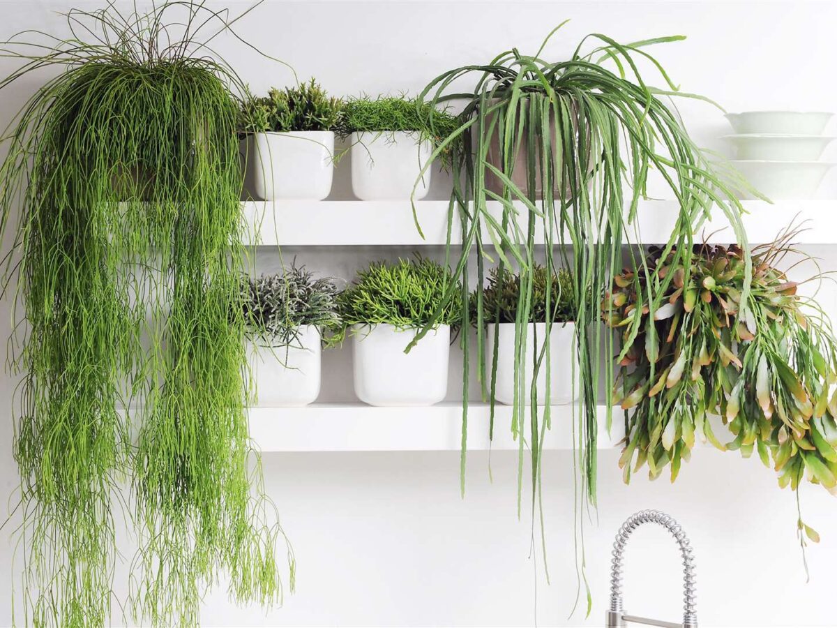 Trailing Houseplants: What to Know So They Stay Out from Underfoot -  Healthy Houseplants