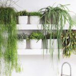 Trailing Houseplants: What to Know So They Stay Out from Underfoot