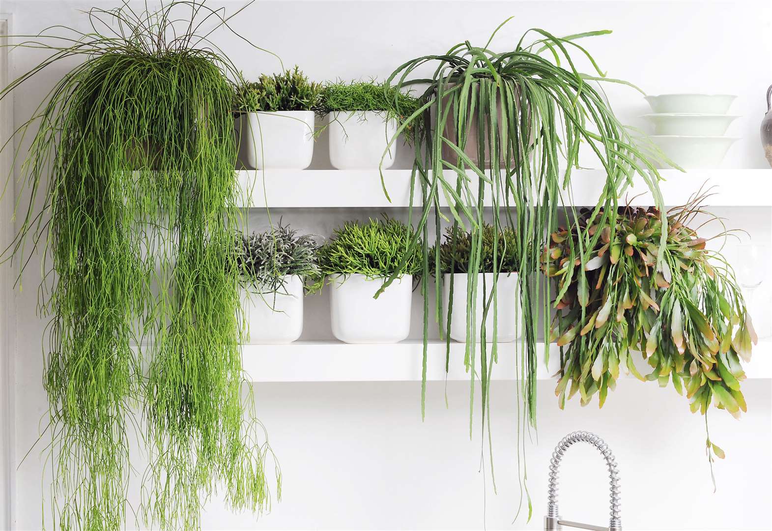 Trailing Houseplants: What to Know So They Stay Out from Underfoot -  Healthy Houseplants
