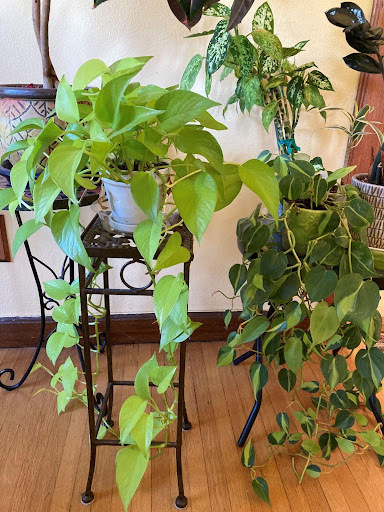 Trailing Neon Pothos and Philondendron ‘Brasil’ in Julie’s indoor garden