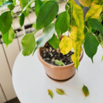 Why Houseplants Lose Leaves and What You Can Do About It