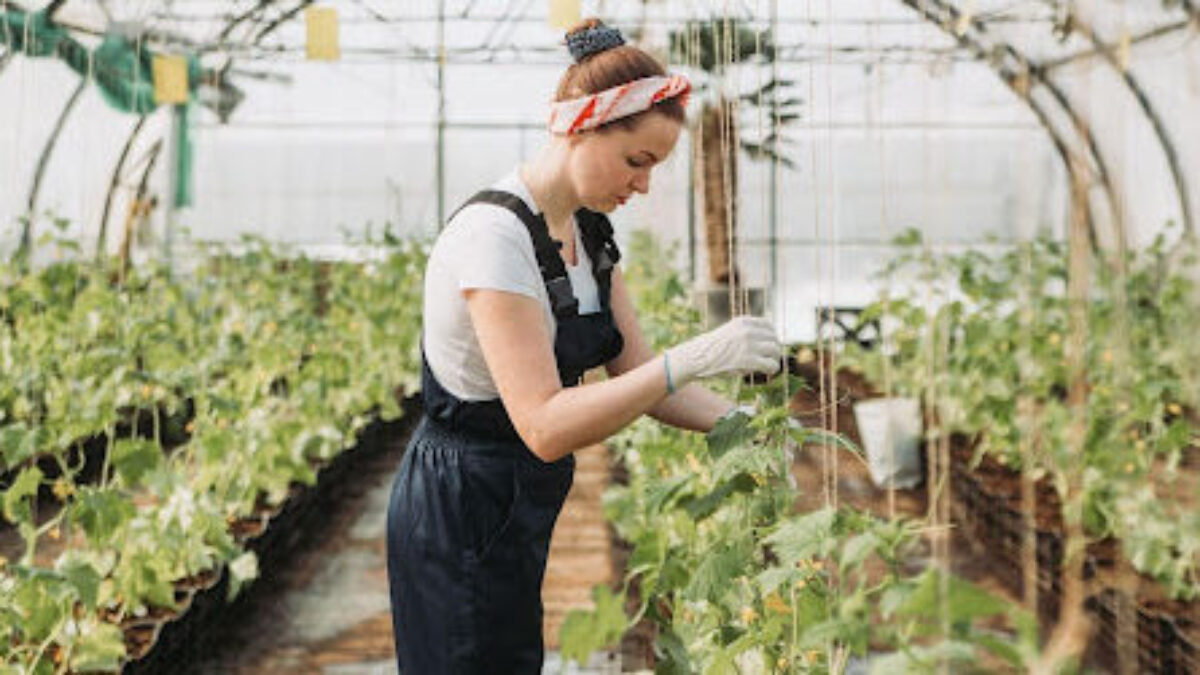 5 Indoor Gardening Jobs You Might Not Know Existand How to Get Them -  Healthy Houseplants