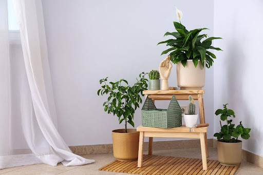 Indoor Plants Can Help a Room Feel Better