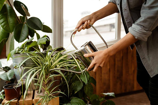 Water Quality Affects More Than a Plant’s Watering Schedule