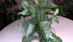 Arrowhead Vine Batik Plant Care