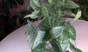 Arrowhead Vine 'Batik' Plant Spotlight