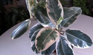 Ficus Elastika Plant Care