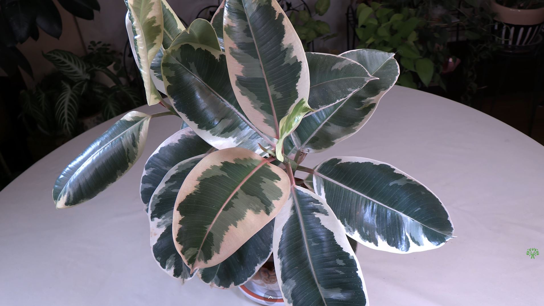 alocasia macrorrhiza variegata ALOCASIA MACRORRHIZA VARIEGATA AUREA kaufen bei potflourri