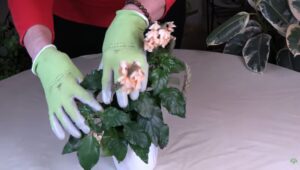 How to Prune Crossandra Flowers