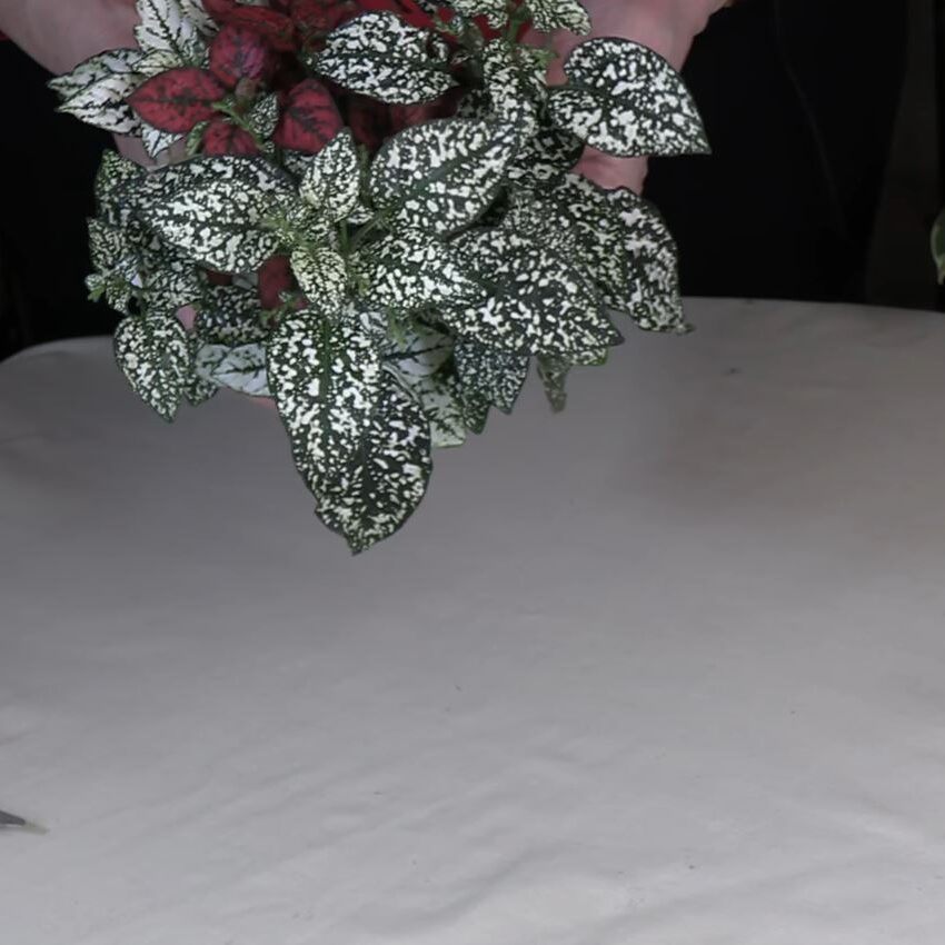 How to Prune Polka Dot Plant