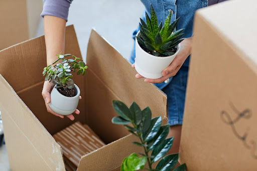 Preparing Plants Before Moving Day