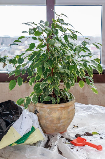 Right After Repotting