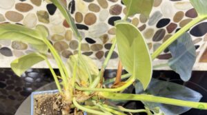 Scale Invasion on Philodendron