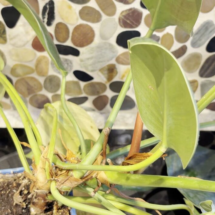 flame sword plant Red Flame Sword