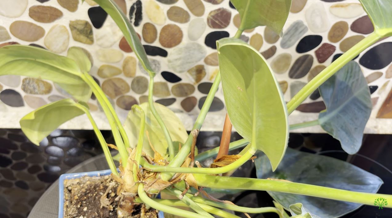 Dracaena marginata Kiwi Plant Spotlight