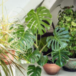 Simple Protective Solutions for Indoor Plants During Home Repairs