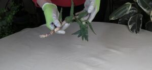 What Hardening Off Succulents Looks Like