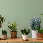 Why Moving Your Plants Around Can Do More Harm Than Good