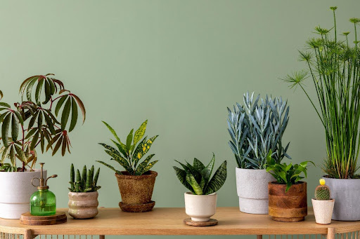Why Moving Your Plants Around Can Do More Harm Than Good - Healthy  Houseplants