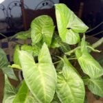 Glowrium LED Grow Light G2 Pro Review: A Full-Spectrum Light for Tall Houseplants
