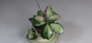 Hoya Australis 'Lisa' Plant Care