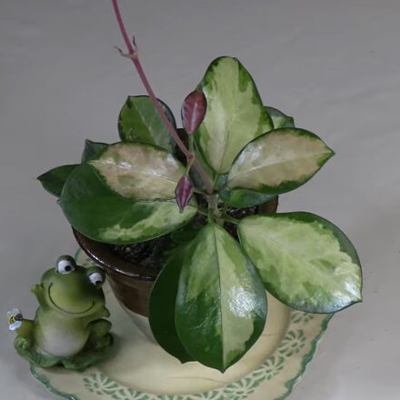 Hoya Australis 'Lisa' Plant Care