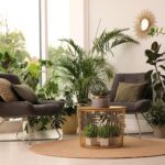 Microclimates in Your Home: How to Map Your House Before You Buy Another Plant