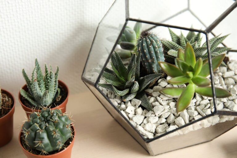 cactus-and-succulent-terrarium-display-in-home