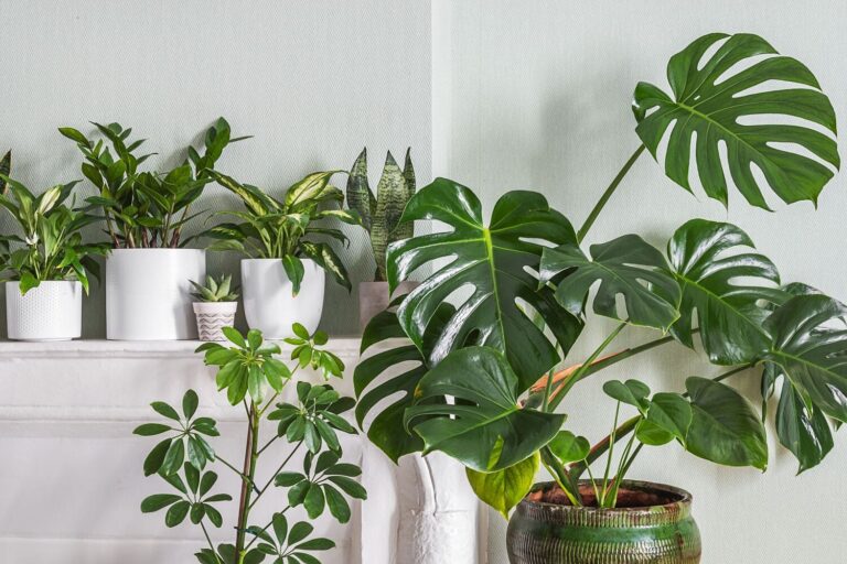 collection-of-potted-plants-on-a-shelf-indoors