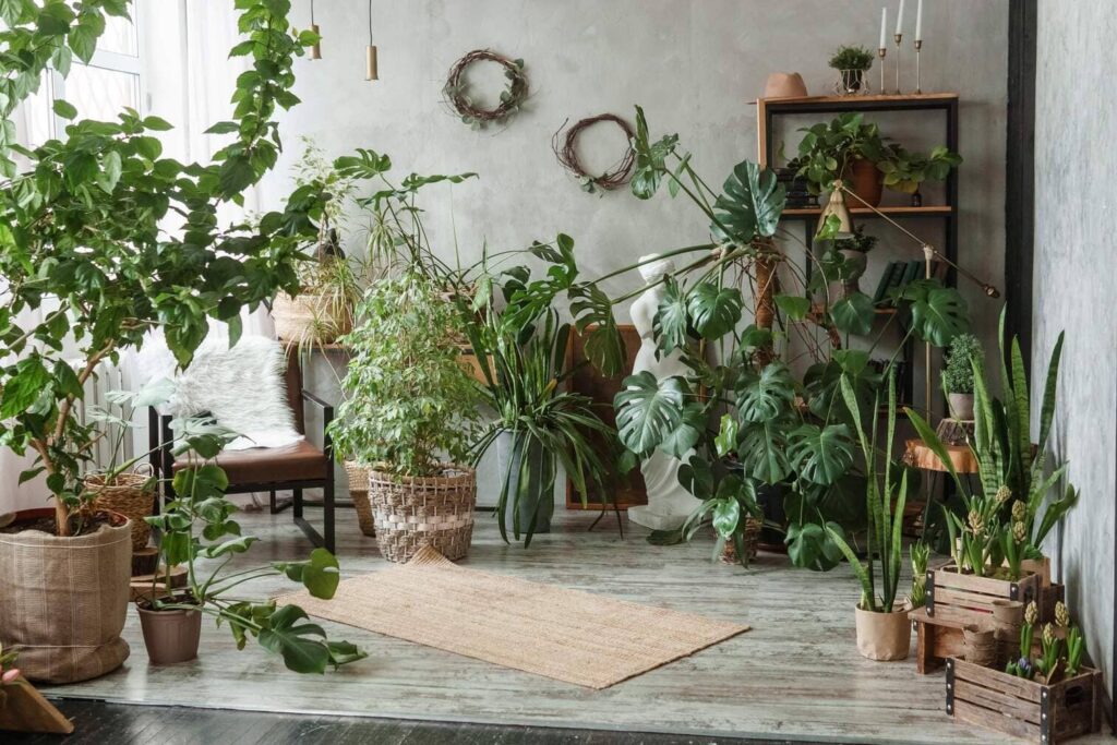 indoor-plant-collection-arranged-artistically
