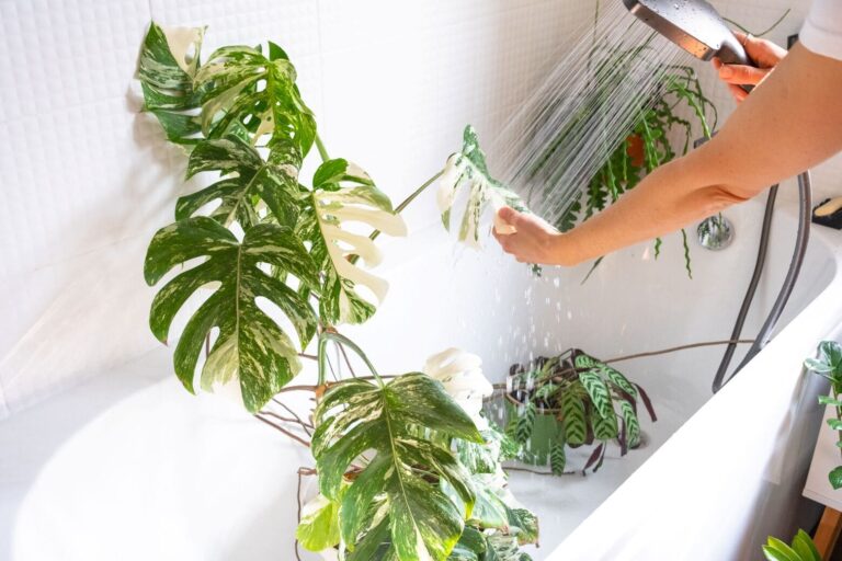 person-watering-houseplants-in-bathtub-with-shower
