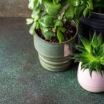 How to Use Landscaping Supplies to Make Indoor Plants Look Like a Natural Garden