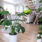 Healthy Indoor Air for Houseplants and People: Why Radon Testing Belongs on Your Home Care List